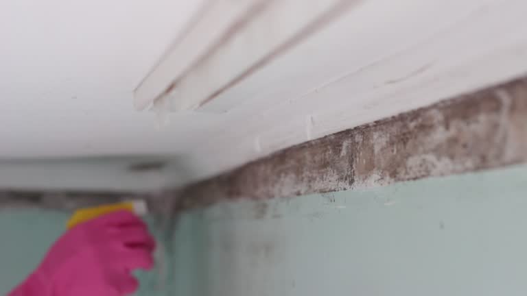 Trusted Williamsburg, VA Mold Removal Experts